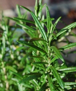 Roots Plants Perennials Barbeque Rosemary Plant | 3L Pot