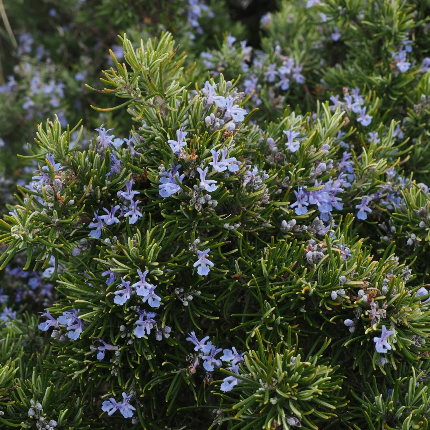 Roots Plants Perennials Barbeque Rosemary Plant | 3L Pot 4 Roots Plants Perennials Barbeque Rosemary Plant | 3L Pot