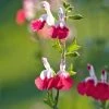 Roots Plants Salvia 'Hot Lips'