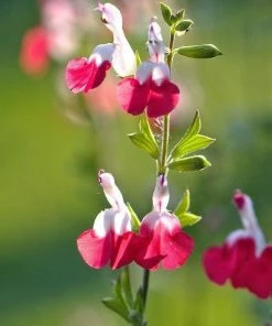 Roots Plants Salvia 'Hot Lips'
