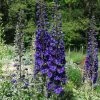 Roots Plants Perennials Delphinium 'Dark Blue Black Bee'