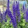 Roots Plants Perennials Delphinium 'Dark Blue White Bee'