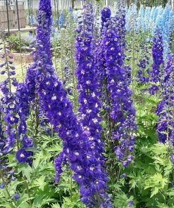 Roots Plants Perennials Delphinium 'Dark Blue White Bee'