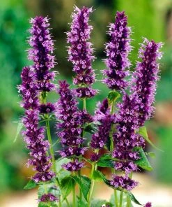 Roots Plants Perennials Agastache 'Little Adder'