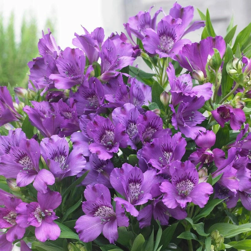 Roots Plants Alstroemeria 'Inticancha Indigo' 4 Roots Plants Alstroemeria 'Inticancha Indigo'