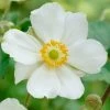 Roots Plants Anemone 'Elfin Swan' Perennials 1 Roots Plants Anemone 'Elfin Swan' Perennials