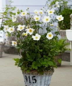 Roots Plants Anemone 'Elfin Swan' Perennials