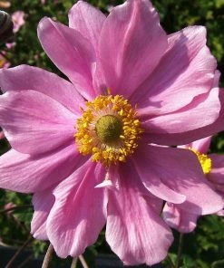 Roots Plants Anemone 'Lady Julia' Perennials