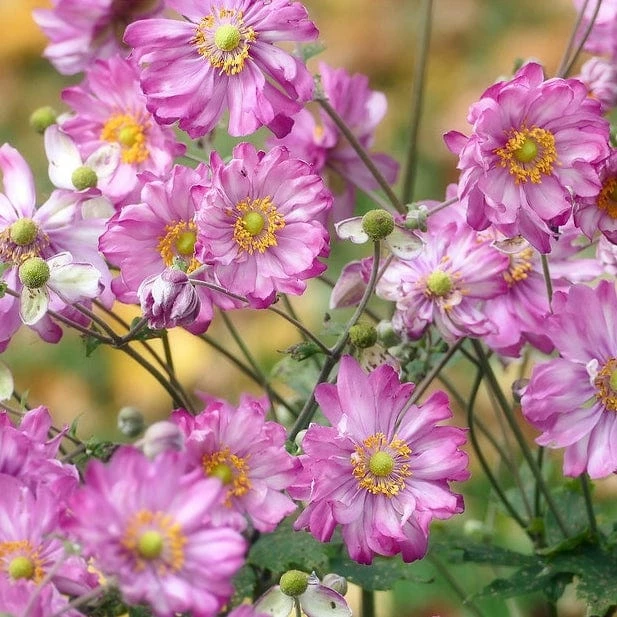 Roots Plants Anemone 'Lady Julia' Perennials 3 Roots Plants Anemone 'Lady Julia' Perennials