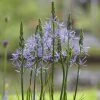 Roots Plants Perennials Camassia 'Caerulea' 1 Roots Plants Perennials Camassia 'Caerulea'