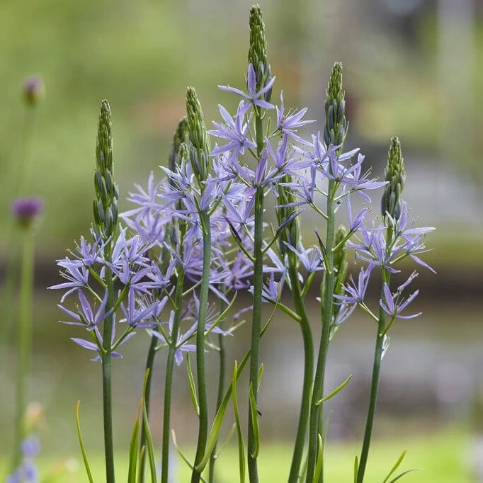 Roots Plants Perennials Camassia 'Caerulea' 3 Roots Plants Perennials Camassia 'Caerulea'