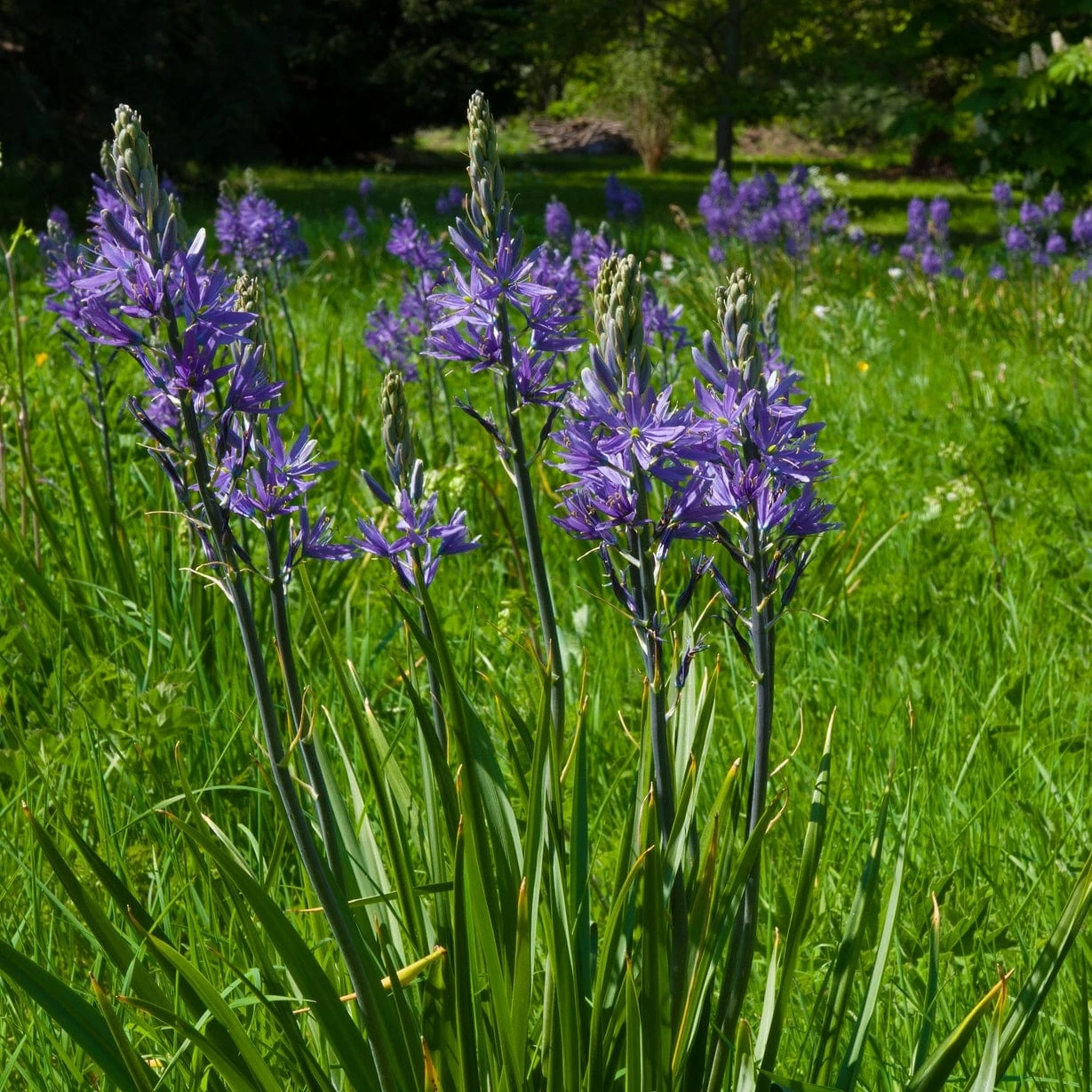 Roots Plants Perennials Camassia 'Caerulea' 5 Roots Plants Perennials Camassia 'Caerulea'