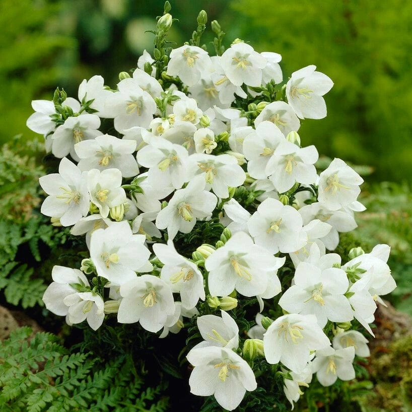 Roots Plants Campanula 'Alba' Perennials 3 Roots Plants Campanula 'Alba' Perennials