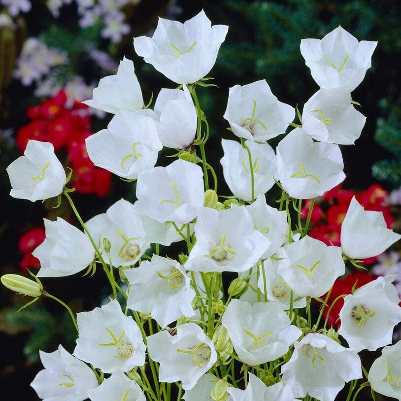 Roots Plants Campanula 'Alba' Perennials 4 Roots Plants Campanula 'Alba' Perennials