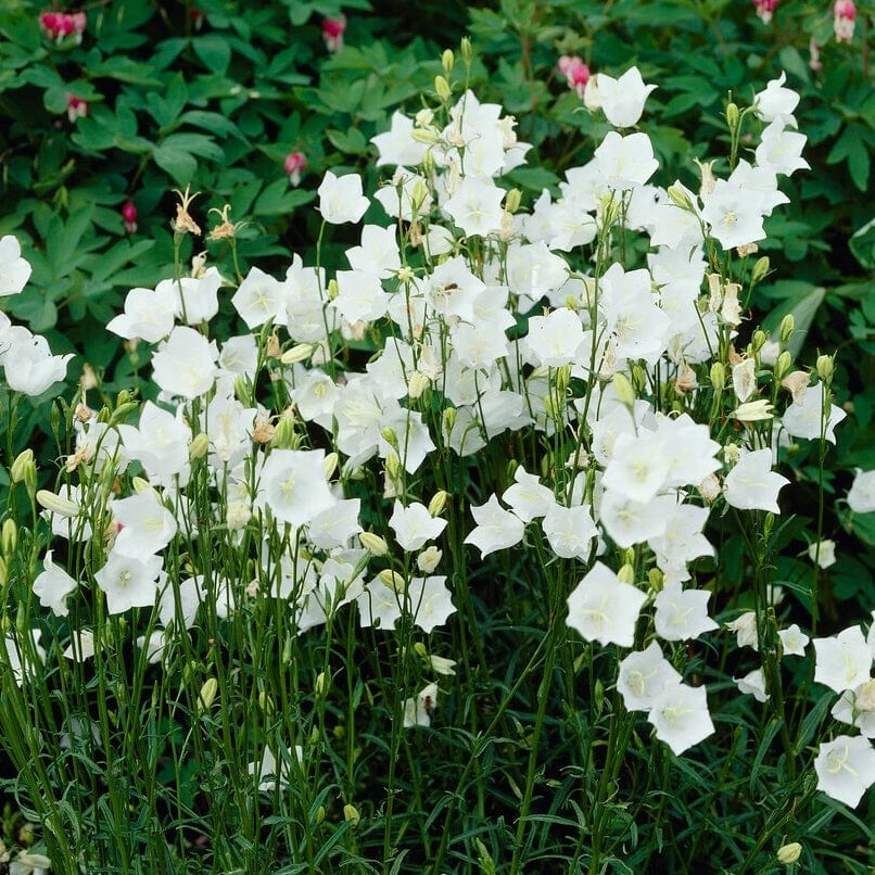Roots Plants Campanula 'Alba' Perennials 5 Roots Plants Campanula 'Alba' Perennials