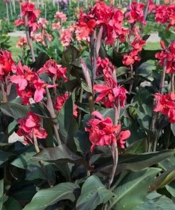 Roots Plants Canna 'Cannova Rose' Perennials