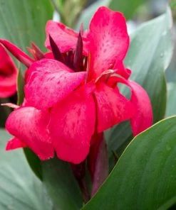 Roots Plants Canna 'Cannova Rose' Perennials