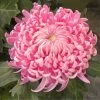 Roots Plants Chrysanthemum 'Allouise Pink' Perennials 1 Roots Plants Chrysanthemum 'Allouise Pink' Perennials