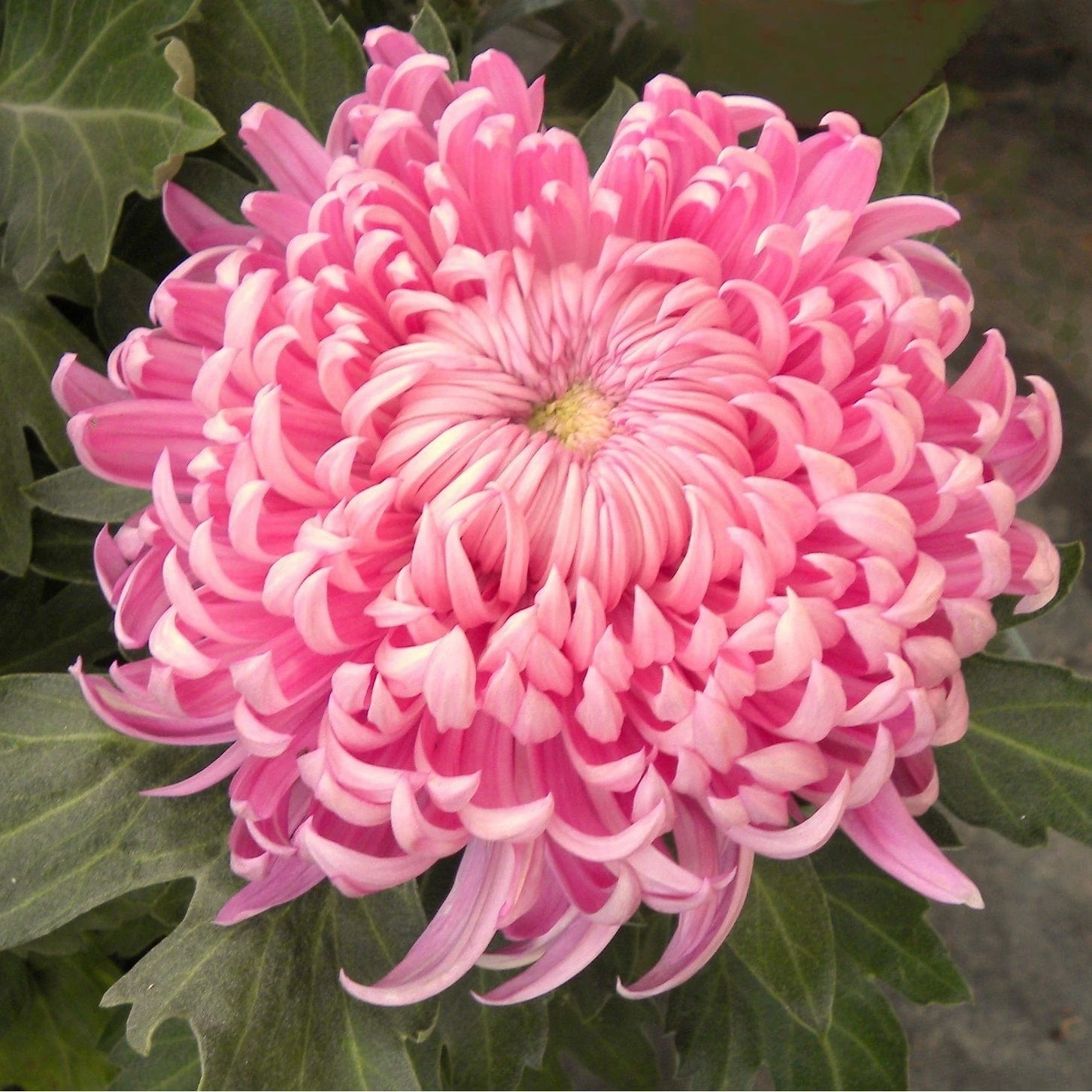 Roots Plants Chrysanthemum 'Allouise Pink' Perennials 3 Roots Plants Chrysanthemum 'Allouise Pink' Perennials