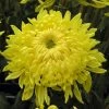 Roots Plants Chrysanthemum 'Allouise Yellow' Perennials