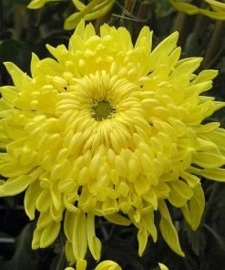 Roots Plants Chrysanthemum 'Allouise Yellow' Perennials