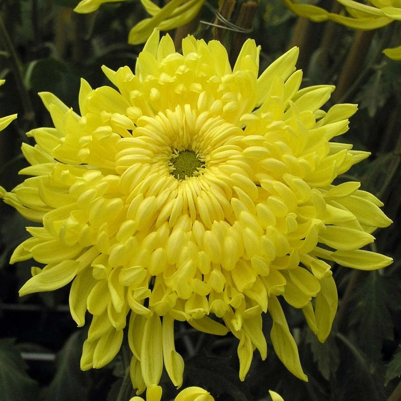 Roots Plants Chrysanthemum 'Allouise Yellow' Perennials 3 Roots Plants Chrysanthemum 'Allouise Yellow' Perennials