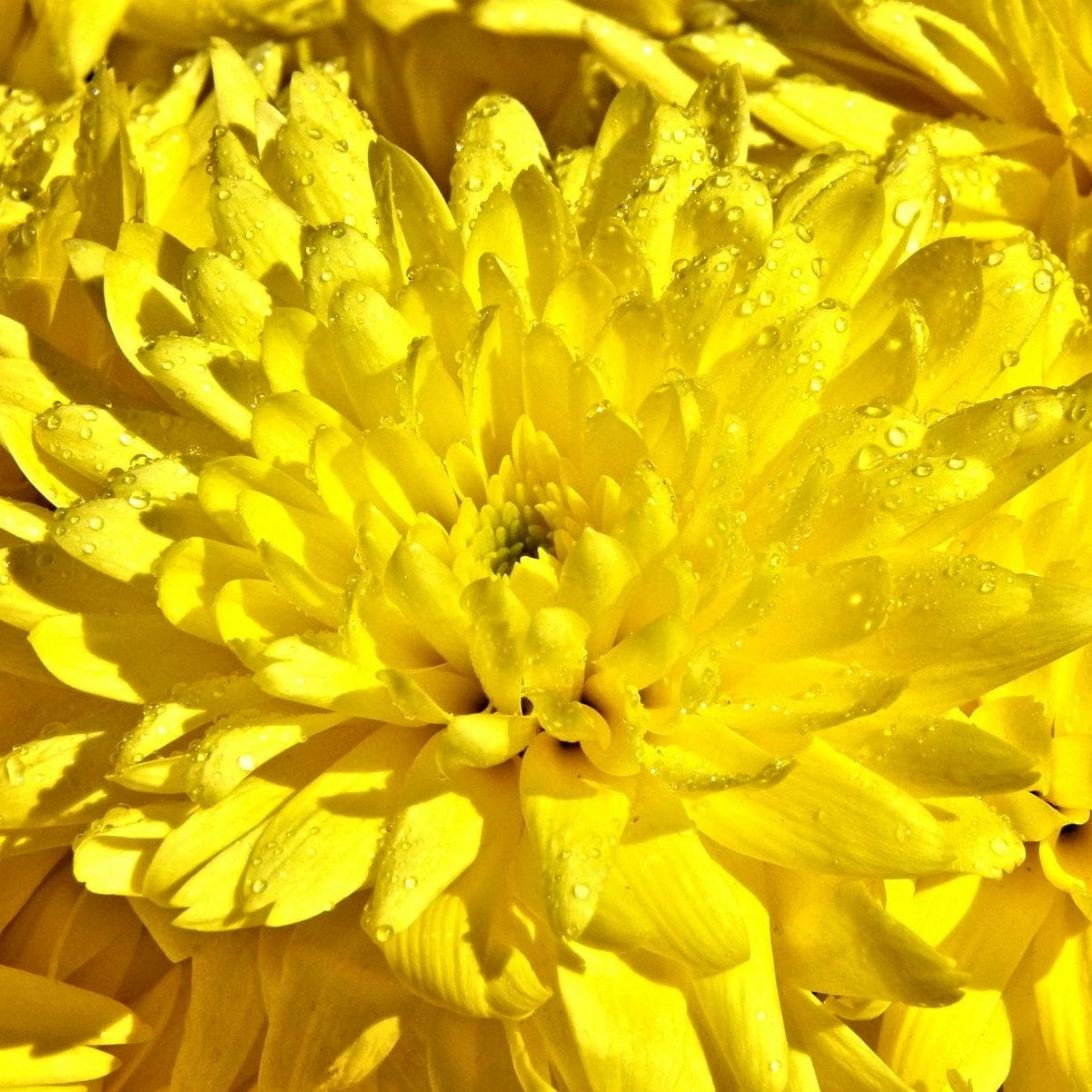 Roots Plants Chrysanthemum 'Allouise Yellow' Perennials 4 Roots Plants Chrysanthemum 'Allouise Yellow' Perennials