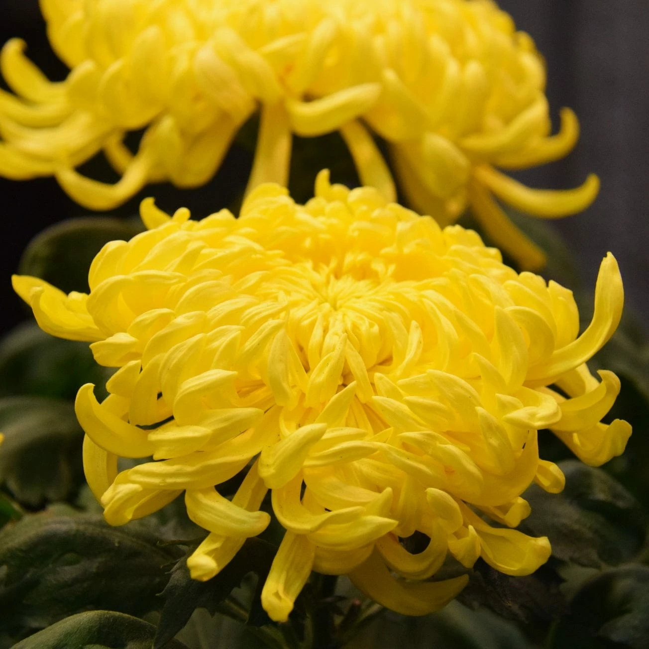 Roots Plants Chrysanthemum 'Allouise Yellow' Perennials 5 Roots Plants Chrysanthemum 'Allouise Yellow' Perennials