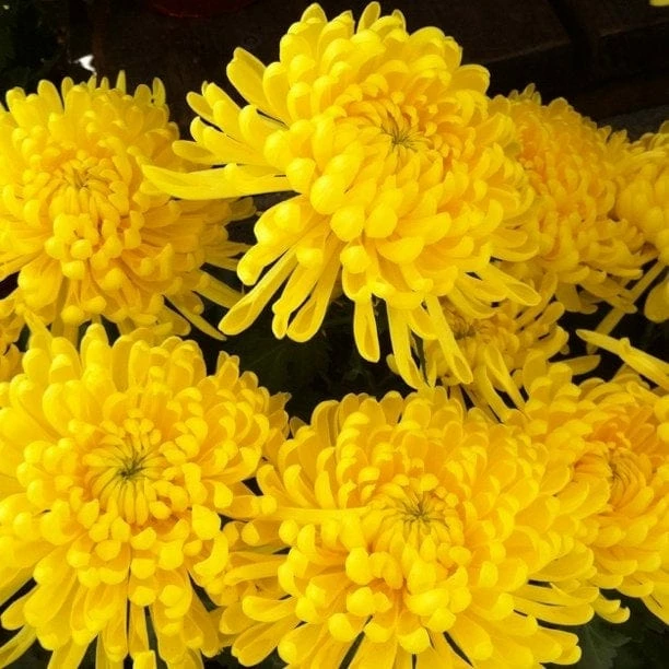 Roots Plants Chrysanthemum 'Allouise Yellow' Perennials 6 Roots Plants Chrysanthemum 'Allouise Yellow' Perennials