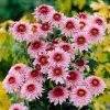 Roots Plants Chrysanthemum 'Beppie Rose' Perennials
