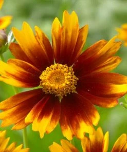 Roots Plants Perennials Coreopsis 'Li'l Bang Daybreak'