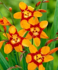 Roots Plants Perennials Crocosmia'Emily McKenzie'