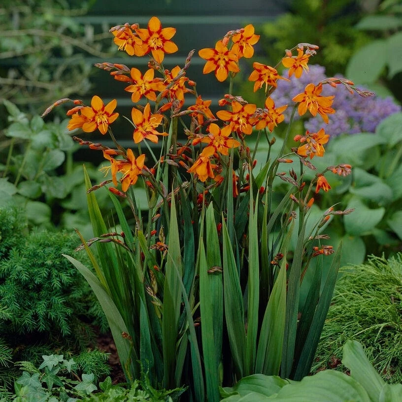 Roots Plants Perennials Crocosmia 'Emily McKenzie' 5 Roots Plants Perennials Crocosmia 'Emily McKenzie'