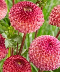 Roots Plants Dahlia 'Burlesca' 7 Roots Plants Dahlia 'Burlesca'