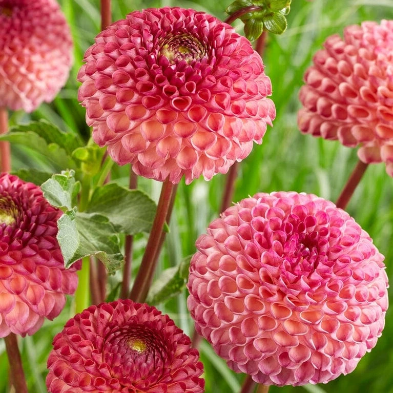 Roots Plants Dahlia 'Burlesca' 5 Roots Plants Dahlia 'Burlesca'