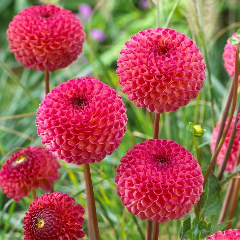 Roots Plants Dahlia 'Burlesca' 4 Roots Plants Dahlia 'Burlesca'
