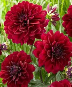 Roots Plants Dahlia 'Karma Naomi'