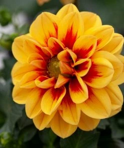 Roots Plants Dahlia 'Labella Medio Golden Eye' Dahlias