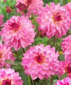 Roots Plants Dahlia 'Sincerity Rose Bicolour'