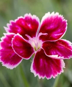 Roots Plants Perennials Dianthus 'Alpine Pink Flutterburst'