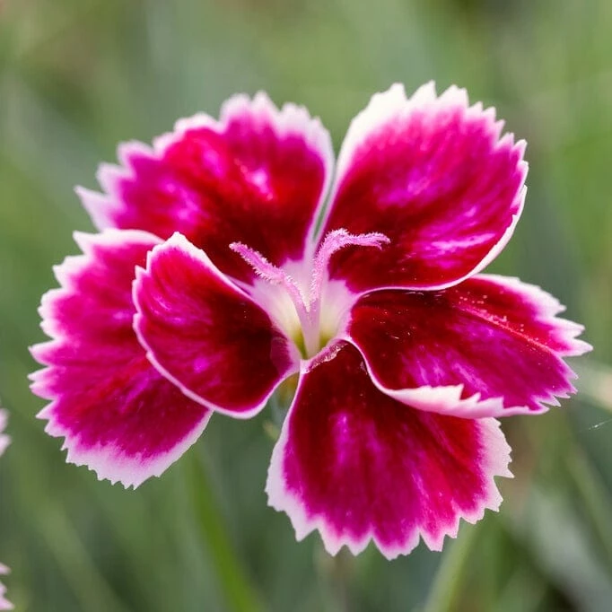 Roots Plants Perennials Dianthus 'Alpine Pink Flutterburst' 4 Roots Plants Perennials Dianthus 'Alpine Pink Flutterburst'