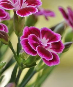 Roots Plants Perennials Dianthus 'Alpine Pink Flutterburst'