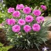 Roots Plants Dianthus 'Scented Tickled Pink'