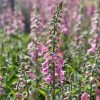 Roots Plants Foxglove 'Pink Panther' | Digitalis Perennials 1 Roots Plants Foxglove 'Pink Panther' | Digitalis Perennials