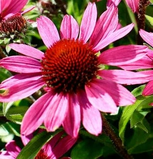 Roots Plants Perennials Echinacea 'Chunky Purple' 3 Roots Plants Perennials Echinacea 'Chunky Purple'