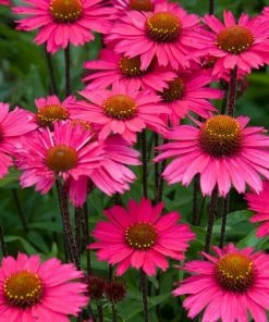 Roots Plants Echinacea 'Sensation Pink' Perennials
