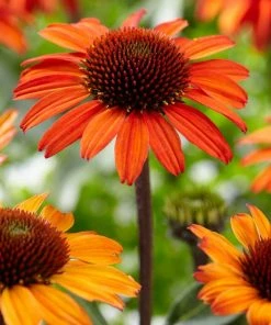 Roots Plants Perennials Echinacea 'Sunseekers Orange'