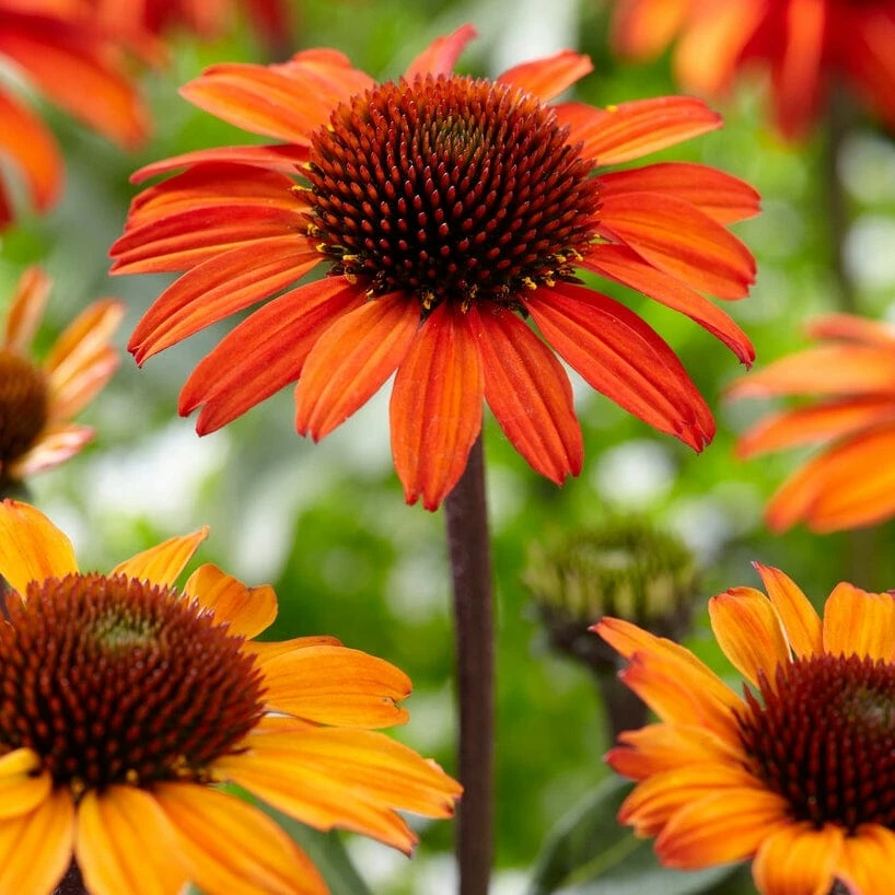 Roots Plants Perennials Echinacea 'Sunseekers Orange' 3 Roots Plants Perennials Echinacea 'Sunseekers Orange'