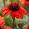 Roots Plants Echinacea 'Sunseekers Red' Perennials 1 Roots Plants Echinacea 'Sunseekers Red' Perennials