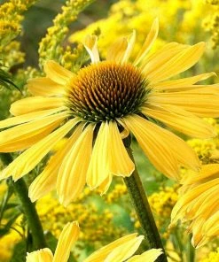 Roots Plants Echinacea 'Sunseekers Yellow' Perennials